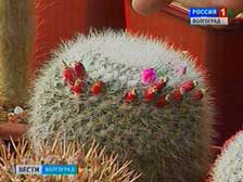 В Волгограде открылась выставка кактусов