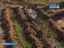 В Волгоградской области начались лесопосадочные работы