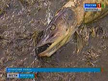 Водные биоресурсы Волго-Ахтубинской поймы на грани исчезновения