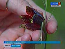 В Волго-Ахтубинской пойме прошел рейд по первоцветам