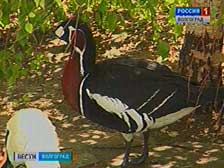 Монастырский фазанарий пополнился парой краснозобых казарок