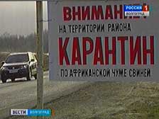 Африканская чума свиней серьезно ударила по карманам волгоградских фермеров