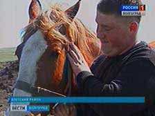 Потомственные лошадники из станицы Кременской
