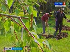Аллею Дружбы народов пополнили новые березки