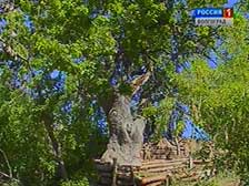 Жители Дубовского района обеспокоены судьбой дуба-долгожителя