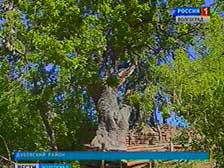Дуб-патриарх обещают спасти