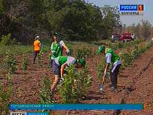 У поселка Каменный Буерак высадили памятный гектар леса