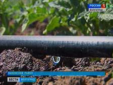 Быковские фермеры внедряют капельное орошение