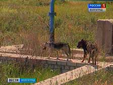 Жителей Горной Поляны атаковали бродячие собаки