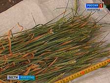 Ряду районов Волгоградской области угрожает почвенная засуха