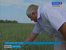 Государство компенсирует часть расходов по страхованию посевов