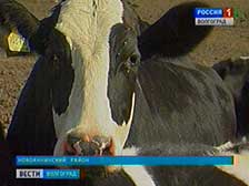 Волгоградских животноводов поддержат субсидиями