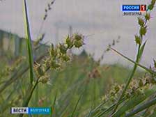 На территории Волгограда искореняют опасный сорняк