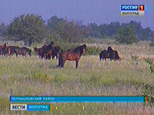 Табун мустангов – гордость природного парка «Цимлянские пески»